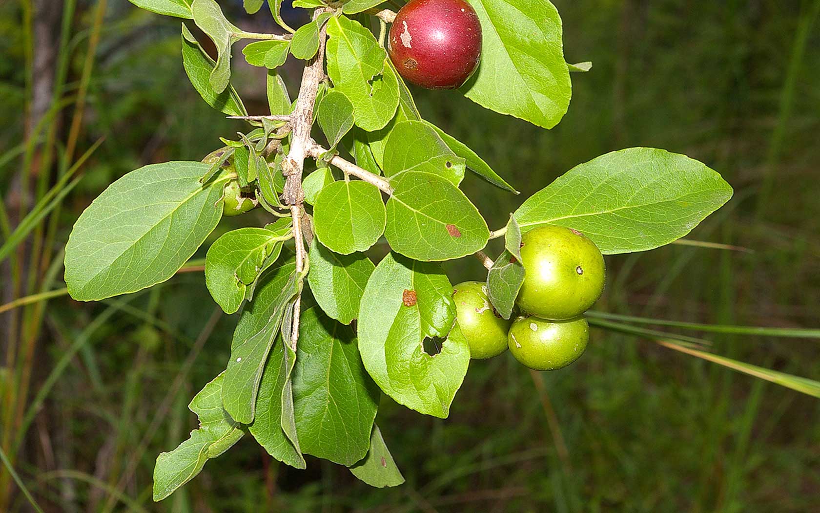 Flacourtia indica