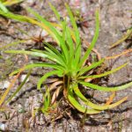Fimbristylis insignis Thwaites