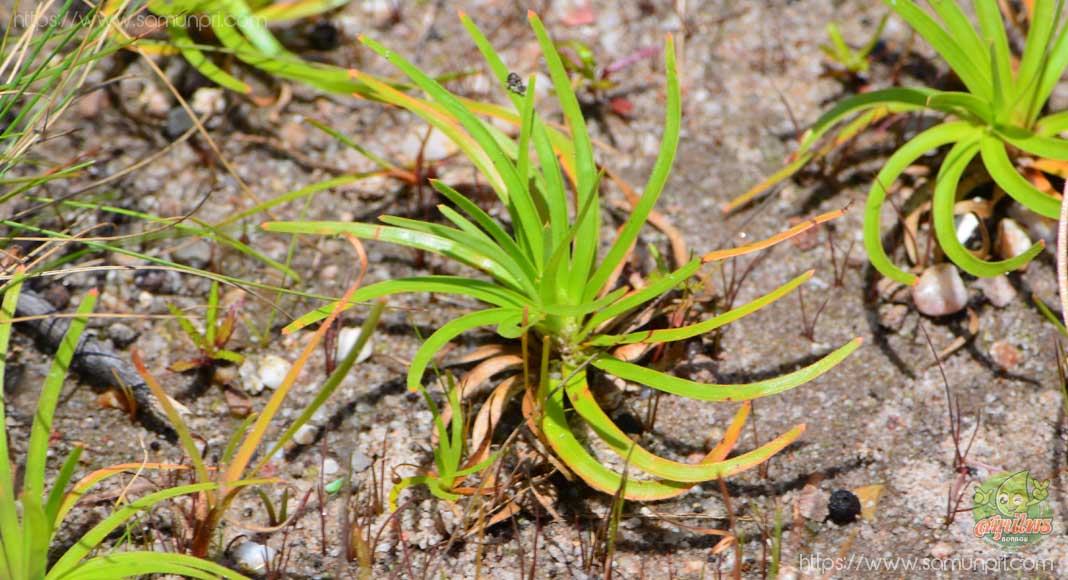 Fimbristylis insignis Thwaites